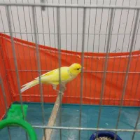 قناری نرقرص قرص بخون