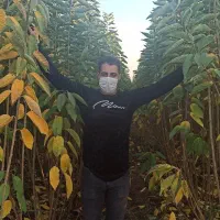 فروش نهال نمونه