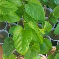 گل کاغذی و نهال توت