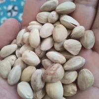 پسته دهن بسته بادامی