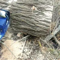 انواع چوب ده‌کرم تسویه نقد