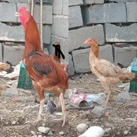خروس سالم ذات دار  و ماده مزغ  رودان|حیوانات مزرعه|بندرعباس, |دیوار