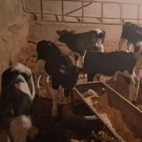 گوساله ی شیری