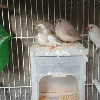 تعدادی فنچ بالغ وجوجه فروشی|پرنده|فردوس (خراسان), |دیوار