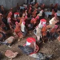 فروش مرغ خروس 9ماهه