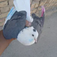 پرنده