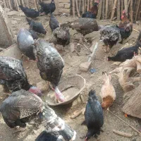 مرغ و بوقلمون|حیوانات مزرعه|رضویه, |دیوار