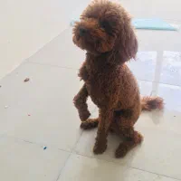 سگ پودل|سگ|کرمانشاه, |دیوار