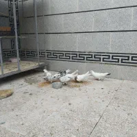 کبوتر|پرنده|اندیمشک, |دیوار