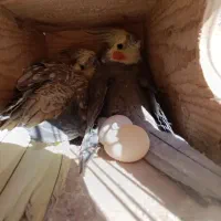 عروس هلندی جفت|پرنده|شیراز, لب آب|دیوار