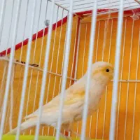 قناری نر سرامیکی.موزاییکی سرخ جوان ریزخوان