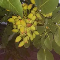فروش زمین پسته|فروش دفتر صنعتی، کشاورزی، تجاری|شیراز, سعدیه شمالی|دیوار