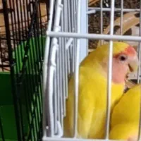 طوطی برزیلی... قفس|پرنده|کهنوج, |دیوار