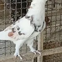 کبوتر هما وزرد