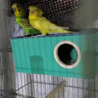 3جفت مرغ عشق،پروانه ای .رانبو|پرنده|اصفهان, گورتان|دیوار