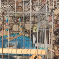 عروس هلندی نر سینامون سرحال