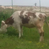 گاو برای عید قربان