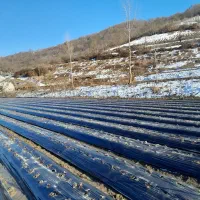 فروش بوته توت فرنگی ریشه لخت|گل و گیاه طبیعی|فریم, |دیوار