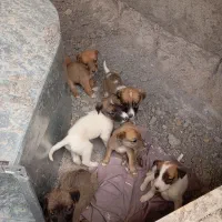 واگذاری توله سگ