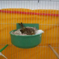 قناری|پرنده|مشهد, ثامن|دیوار