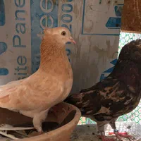 کفتر سرور کاشان|پرنده|تهران, ستارخان|دیوار