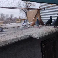 ۴۵۰۰|پرنده|مرودشت, رودبال|دیوار