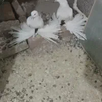پاپر