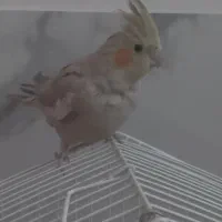 فروش عروس هلندی