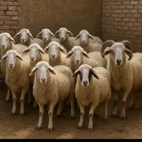 مطمئن جایگاه معتبر گوسفند بره زنده|حیوانات مزرعه|تهران, استاد معین|دیوار