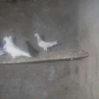 کفتر|پرنده|بشاریات, |دیوار