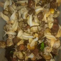 ح.لزون مول.د