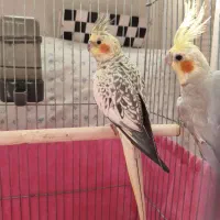 جفت عروس هلندی مولد