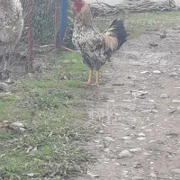 فروش خروس و غاز|حیوانات مزرعه|لیسار, |دیوار