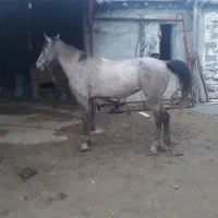 مادیان