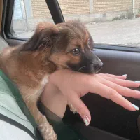 واگذاری سگ|سگ|بوشهر, |دیوار