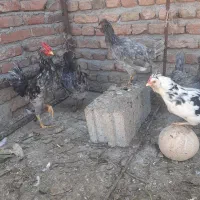 تویوخ و خروس
