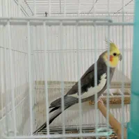 عروس هلندی سخنگو|پرنده|گرگان, |دیوار