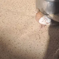 کبوتر|حیوانات|شیراز, کیان آباد|دیوار