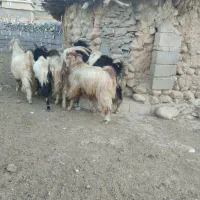 بزمیش خوب داشتی|حیوانات مزرعه|دشمن زیاری, |دیوار