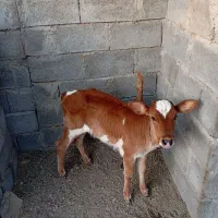 سلام ‌فروش‌گاو‌باگوساله‌وشتر|حیوانات مزرعه|میناب, |دیوار