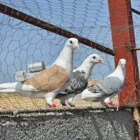 دوکت پلاکی نر شوش