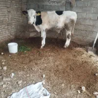 یک عدد گوساله نر جنس درجه یک