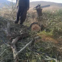 خریدار انواع چوب ودرخت