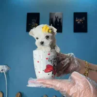 توله مالتیزکراس