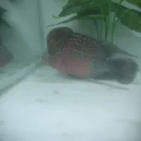 ماهی فلاور وارداتی