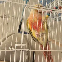 طوطی گیرینچیک نر|پرنده|نجف‌آباد, یزدانشهر|دیوار