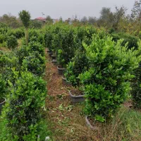 یاس هلندی سطل دوازده ده چهل سه نیم و زمینی|گل و گیاه طبیعی|چابکسر, |دیوار