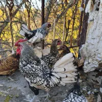 مرغ خروس سبرایت