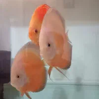 دیسکس جفت گلدن