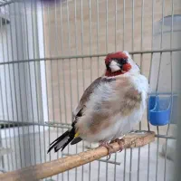 سهره سرحال جوان|پرنده|اسلامشهر, باغ فیض|دیوار